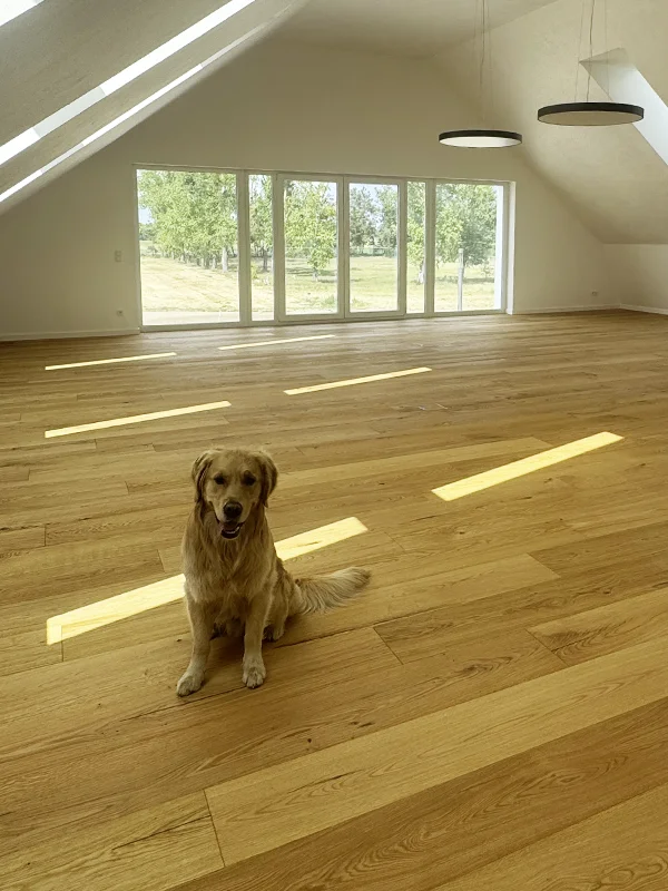Großer Dachraum mit Echtholzboden, Panoramafenstern und einem Hund, modern ausgebaut von KraftBau für lichtdurchflutete Wohn- und Arbeitsbereiche.